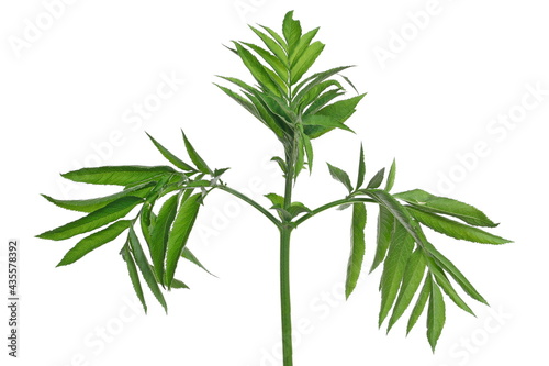 Danewort, dwarf elder leaves isolated on white background with clipping path