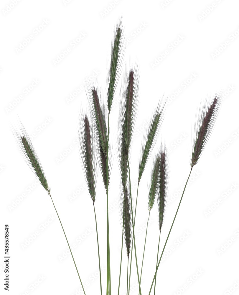 Grass with seeds isolated on white background, clipping path Grass with seeds isolated on white background, clipping path