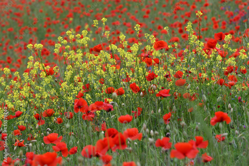 beautiful field of red poppies and yellow canola flowers in tuscany