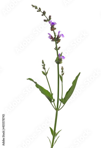 Mealy purple sage flower with leaves isolated on white background  clipping path