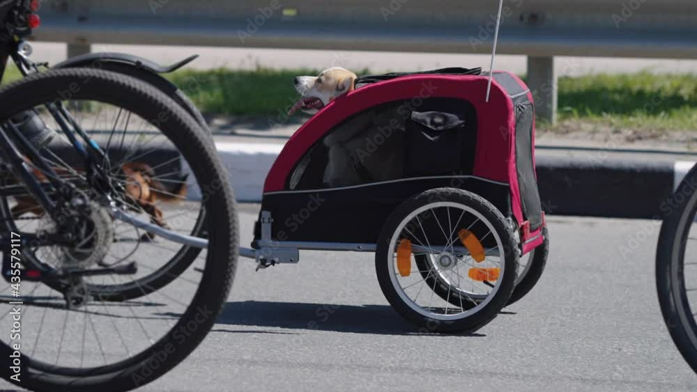 Welsh Corgi sitting in carriage attached to bicycle, dog owner taking part in bike ride, Dachshund running beside, cyclists passing by on foreground. Tracking shot contestants of street race