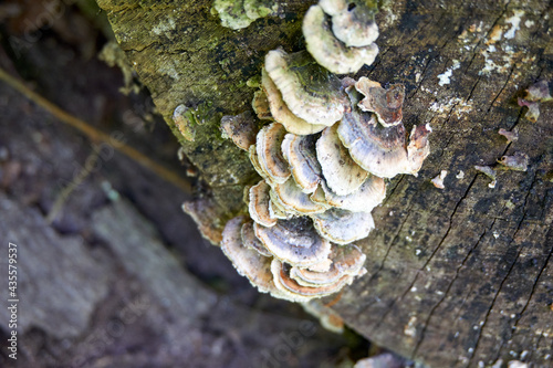 several small mushrooms on a tree trunk in the forest