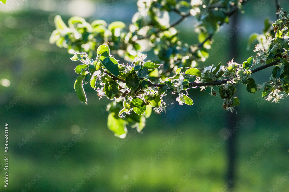 blossoming tree in spring blossoming tree in spring