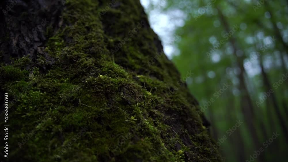 green moss on the tree. tree trunk covered with moss green moss on the tree. tree trunk covered with moss
