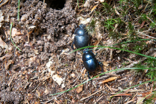 two black beetles fight on the ground in the forest