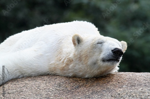 schlafender Eisbär © Peter