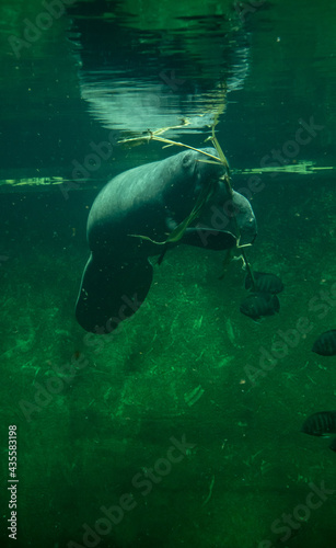 Big adult manatee swimming and eating inside aquarium