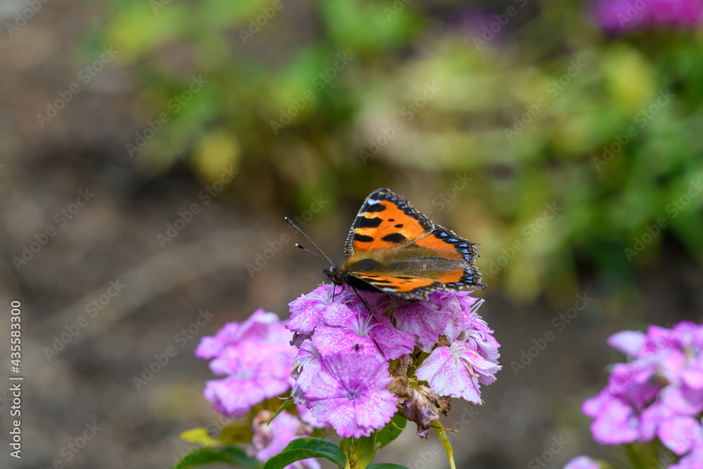butterfly on flower butterfly on flower