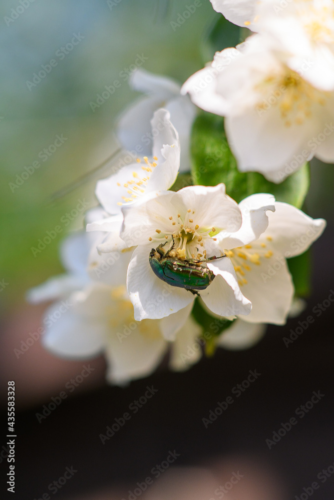 scarab on the flower scarab on the flower