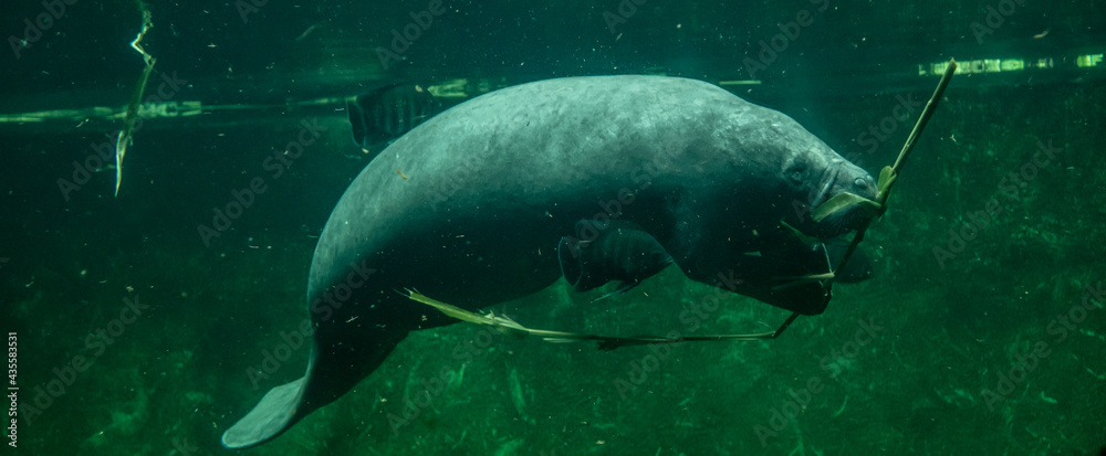 Fototapeta premium Big adult manatee swimming and eating inside aquarium