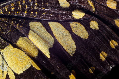 Beautiful butterfly wings close up background
