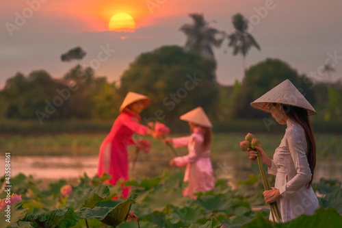 Vietnamese girl collects lotus flowers at sunset