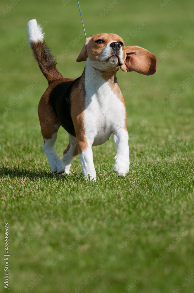 Beagle shaking his head