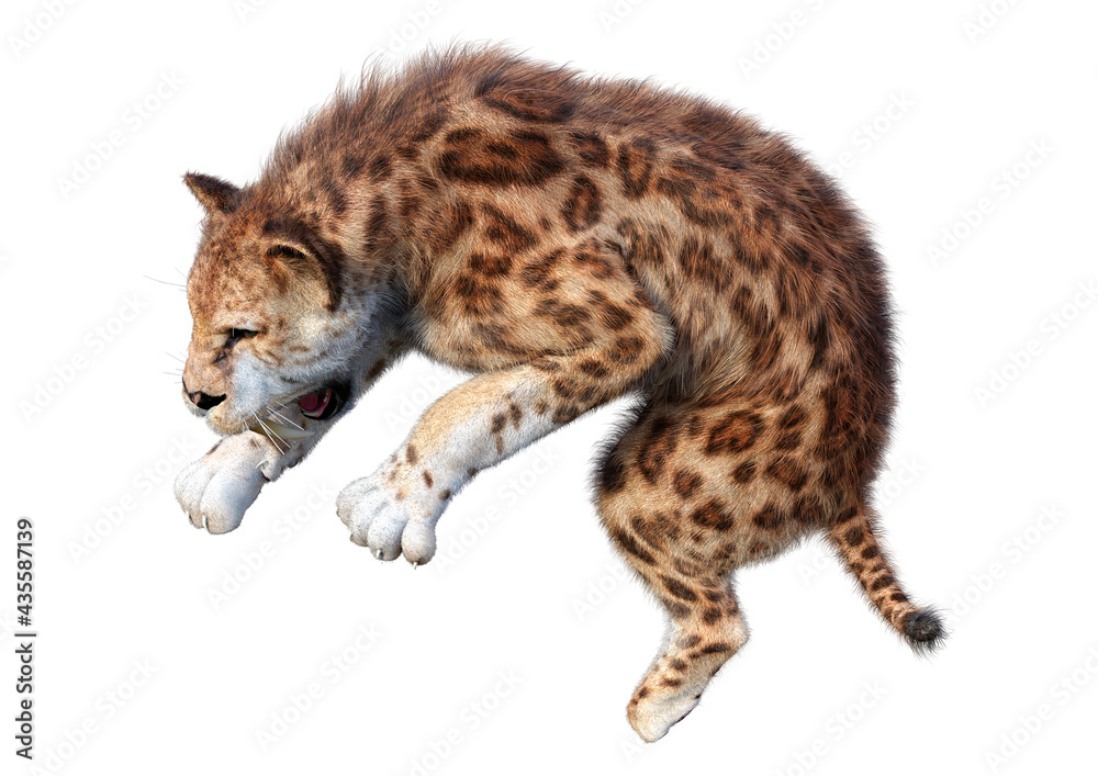 Obraz premium 3D Rendering Sabertooth Tiger on White