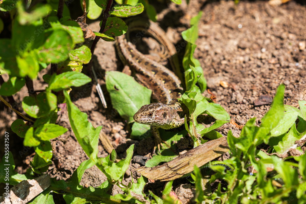 Obraz premium Zauneidechsen im Garten, Close up