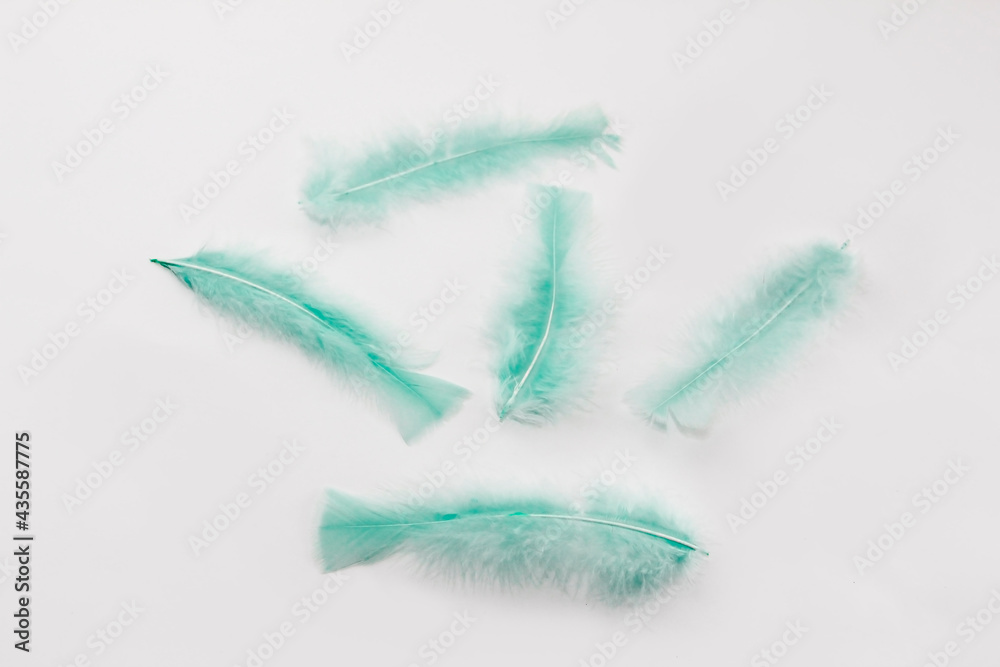 Fototapeta premium soft fluffy bird feathers on a white background