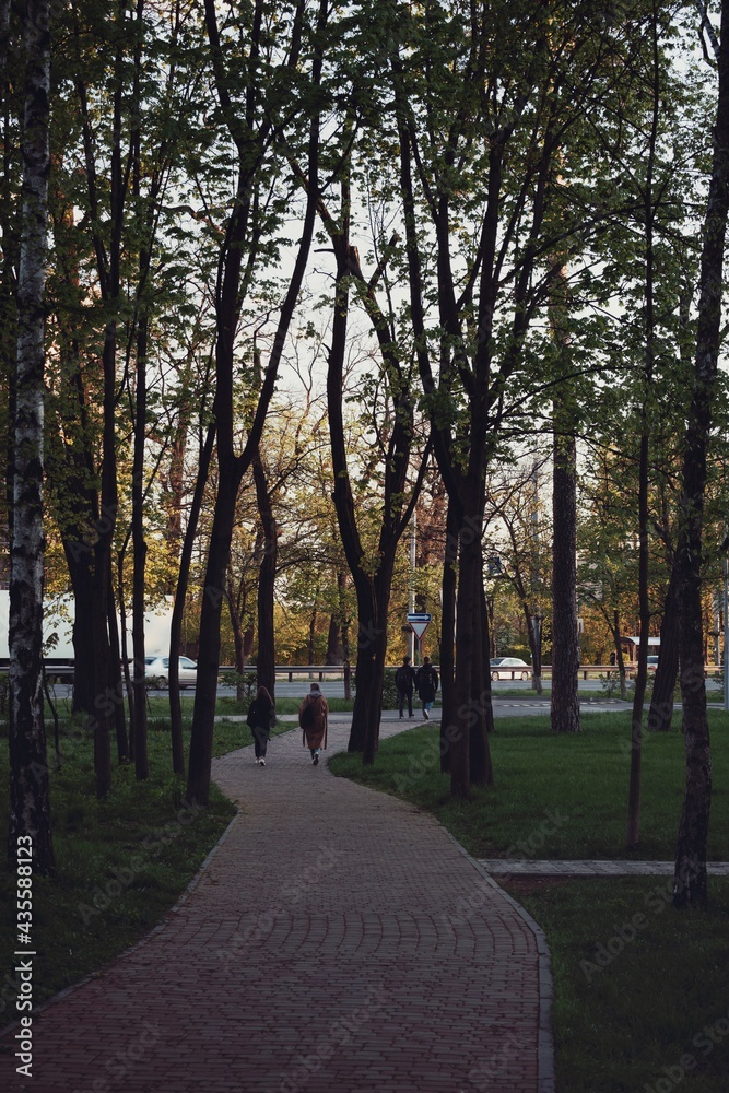 path in the park, trees, landscape, nature