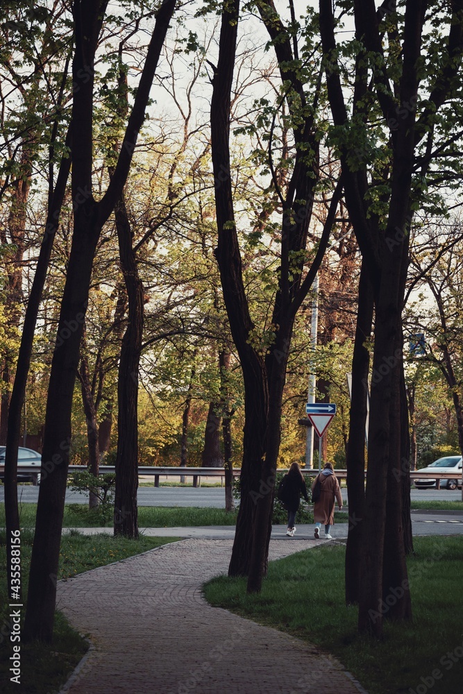 autumn in the park, trees, landscape, nature autumn in the park, trees, landscape, nature