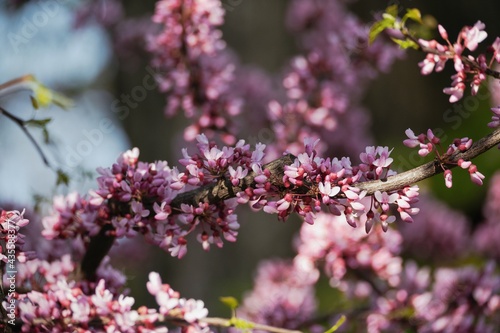 Little pink flowers, spring blossom, nature details  © Евгенія Борунова