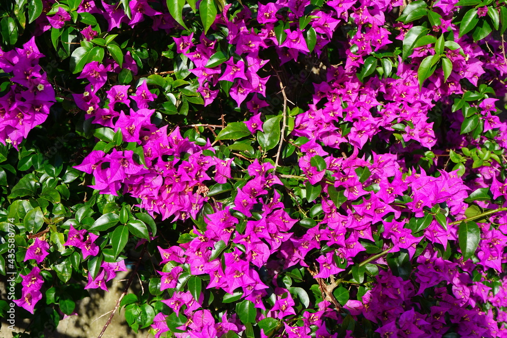Pink Bougainvillea flower in tropical island - ピンク色のブーゲンビリア 南国 Pink Bougainvillea flower in tropical island - ピンク色のブーゲンビリア 南国