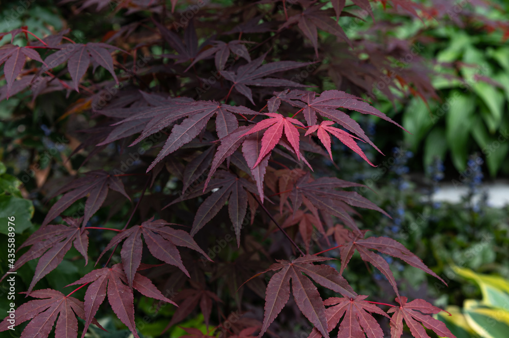 japanese maple in the garden japanese maple in the garden