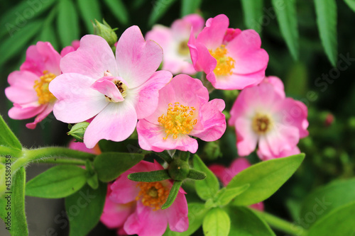 pink and white flowers rose bush closeup