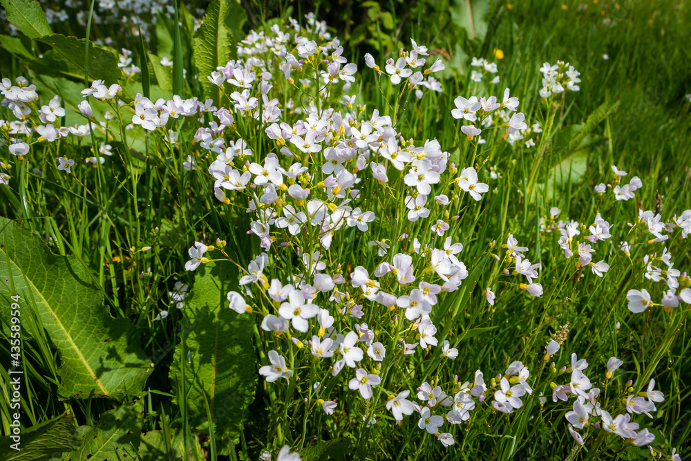 The beautiful Cuckoo flowers in spring with the white and light purple petals, region of Twente and province of Overijssel, the Netherlands