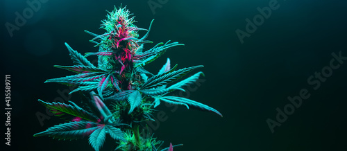 Cannabis fowering plant on dark green background. Long horizontal banner with marijuana hemp in colored light with purple hue. Coseup photo with cannabis bud in modern style with empty place for text