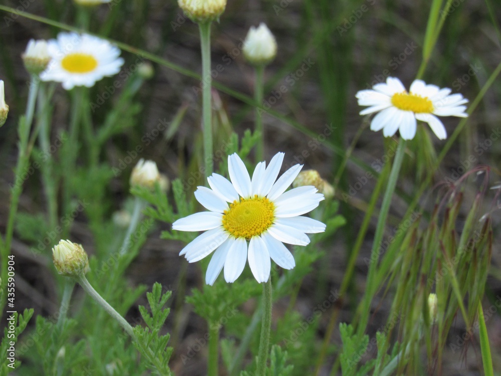 White daisies in the meadow. Summer landscape. White daisies in the meadow. Summer landscape.