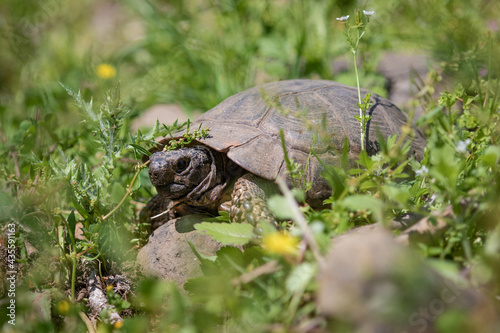 Tortue terrestre en Turquie 2