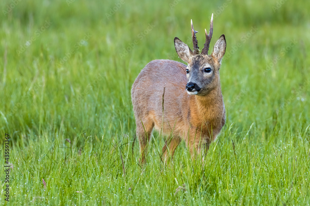 Kapitaler Rehbock auf einer feuchten Wiese Kapitaler Rehbock auf einer feuchten Wiese
