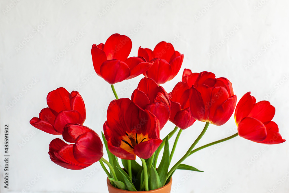 Large beautiful bouquet of bright red tulips in brown ceramic vase on white background. Spring botanical still life, close up Large beautiful bouquet of bright red tulips in brown ceramic vase on white background. Spring botanical still life, close up