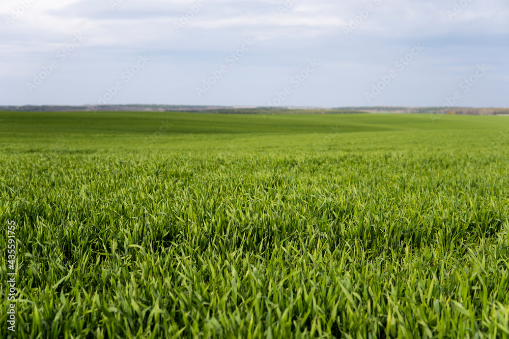 Young green wheat seedlings growing in soil on a field. Close up on sprouting rye on a field. Sprouts of rye. Sprouts of young barley or wheat that have sprouted in the soil. Agriculture, cultivation. Young green wheat seedlings growing in soil on a field. Close up on sprouting rye on a field. Sprouts of rye. Sprouts of young barley or wheat that have sprouted in the soil. Agriculture, cultivation.
