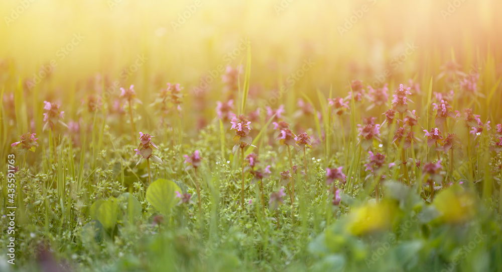 lawn with green grass and flowers in the rays of the setting sun