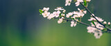 plum branch with white flowers in the park, selective focus