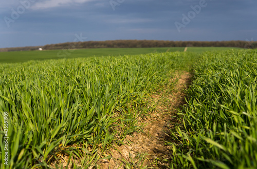 Young green wheat seedlings growing in soil on a field. Close up on sprouting rye on a field. Sprouts of rye. Sprouts of young barley or wheat that have sprouted in the soil. Agriculture, cultivation.