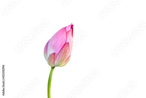 Lotus flower isolated on white background with Clipping Paths.