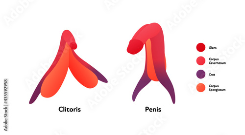 Reproductive system infographic poster. Vector flat medical illustration. Female clitoris and male penis comparison anatomical scheme isolated on white background. Design for healthcare, gynecology.