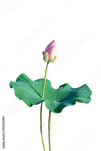 white lotus flower and leaf isolated