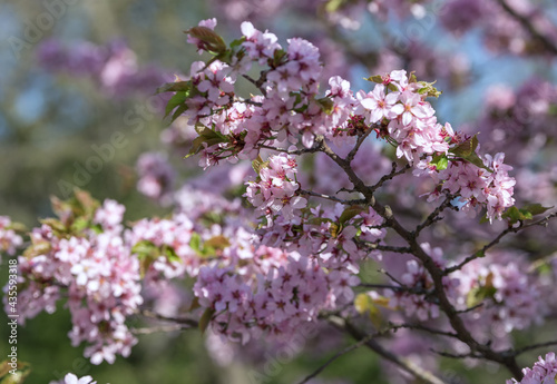 The wild cherry blossom tree in the botanical garden
