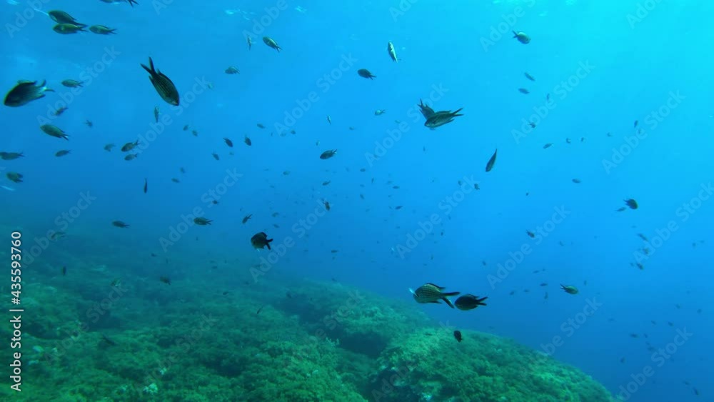 Underwater scene - Little damselfishes in blue water Underwater scene - Little damselfishes in blue water