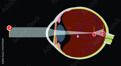 Vector Illustration of an Eye Anatomy
