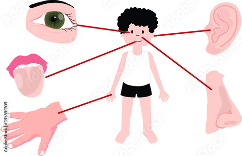 Vector Illustration of a Body parts, Anatomy of a Child