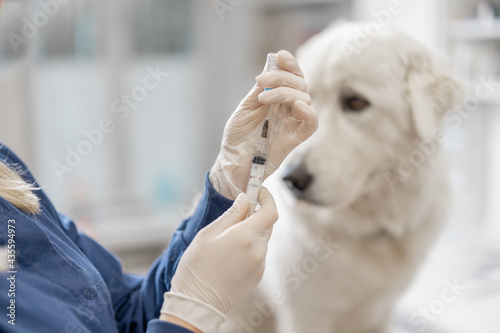 Veterinarian holding syringe with vaccine near big white dog in clinic. Treatment and pet care. Annual rabies vaccination. Close up