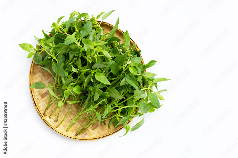 Hairy Basil in bamboo basket on white background. Hairy Basil in bamboo basket on white background.