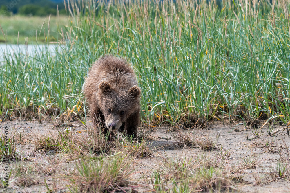 A young coastal brown bear (Ursus arctos) exploring a sedge meadow in the Katmai NP, Alaska A young coastal brown bear (Ursus arctos) exploring a sedge meadow in the Katmai NP, Alaska