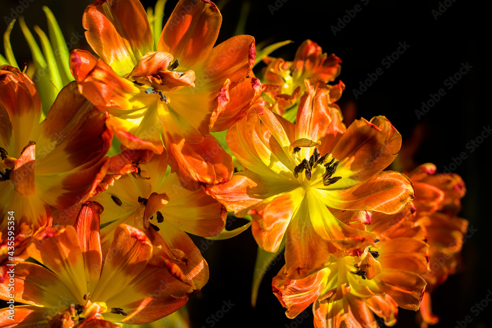 Obraz premium Weathered orange tulips