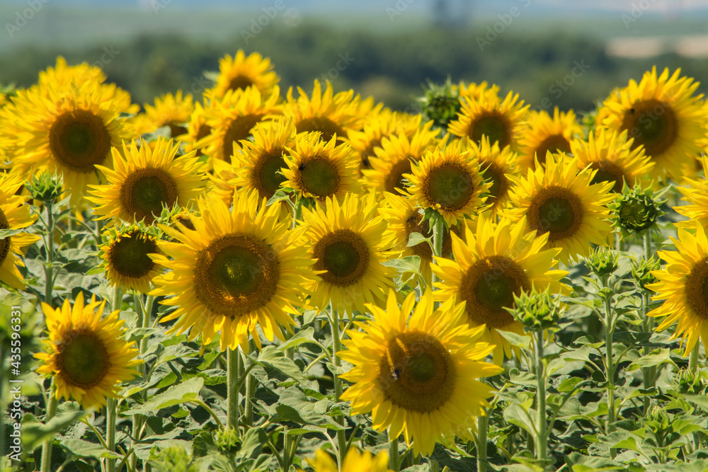 sonnenblumen
