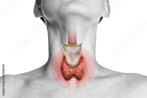 Human anatomy. Thyroid gland in human body on white. Thyroid control. photo