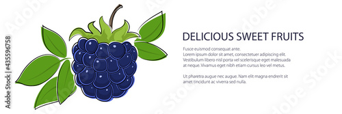 Sweet black berry blueberries banner , fruit isolated on white background, vector illustration